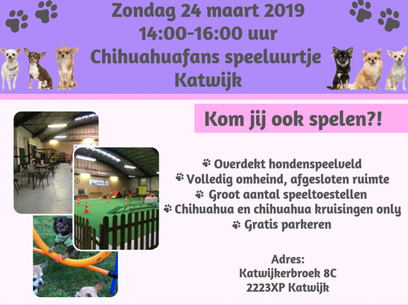 Chihuahuafans speeluurtjes Katwijk Chihuahuafans speeluurtjes Katwijk