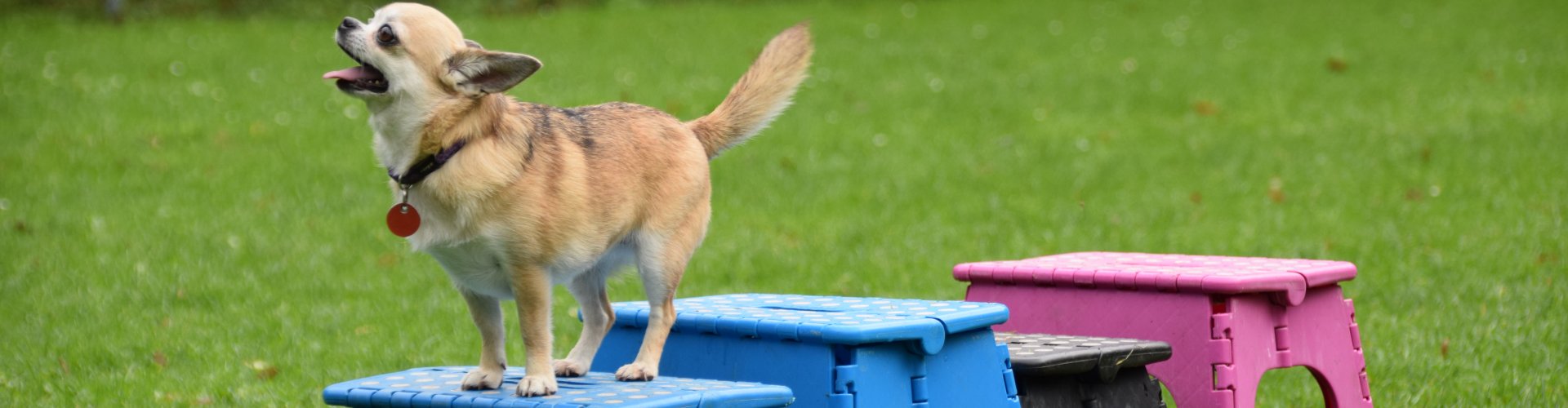 Chihuahua-leren-chihuahuaschool Chihuahua-leren-chihuahuaschool