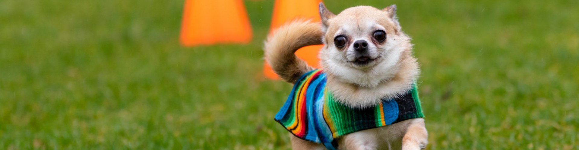 Chihuahua playday Vlaardingen header