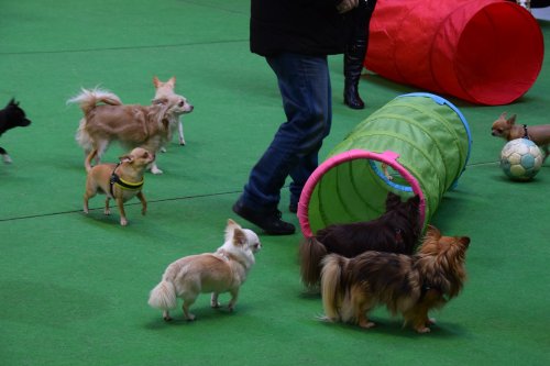 Chihuahua-school Chihuahua-school