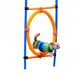 chihuahua-leert-op-school-ergens-doorheen-te-springen chihuahua-leert-op-school-ergens-doorheen-te-springen