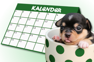 Chihuahua evenementenkalender Chihuahua evenementenkalender