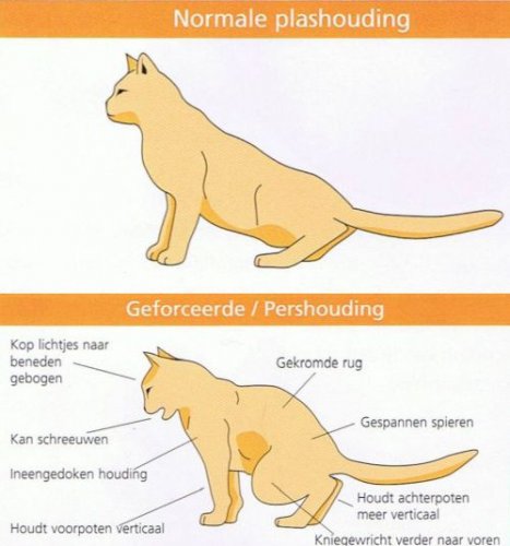 Opmerkelijk injecteren suspensie Blaasproblemen bij de kat | Dierenkliniek de Ark