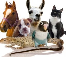 Communiceren met dieren Communiceren met dieren