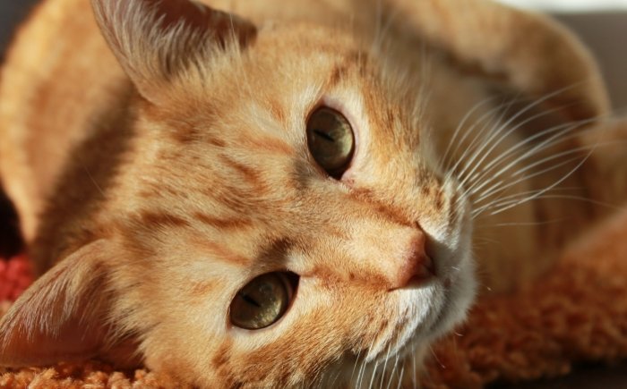 Bachbloesems voor Dieren Bachbloesems voor Dieren