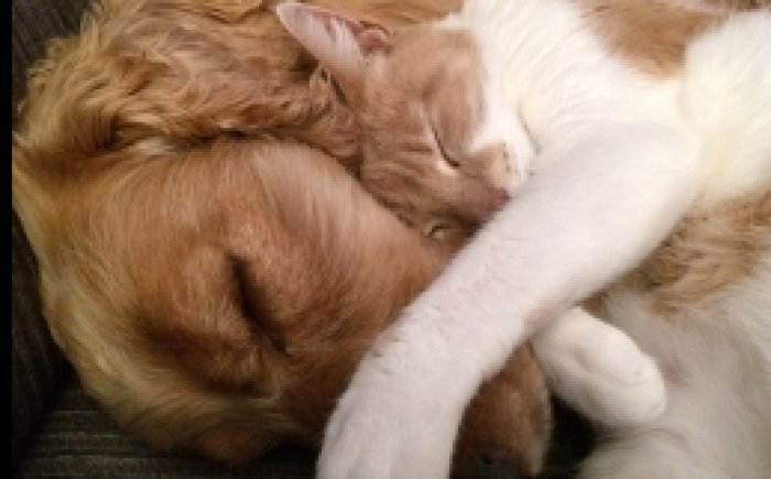 Bachbloesems voor Dieren Bachbloesems voor Dieren