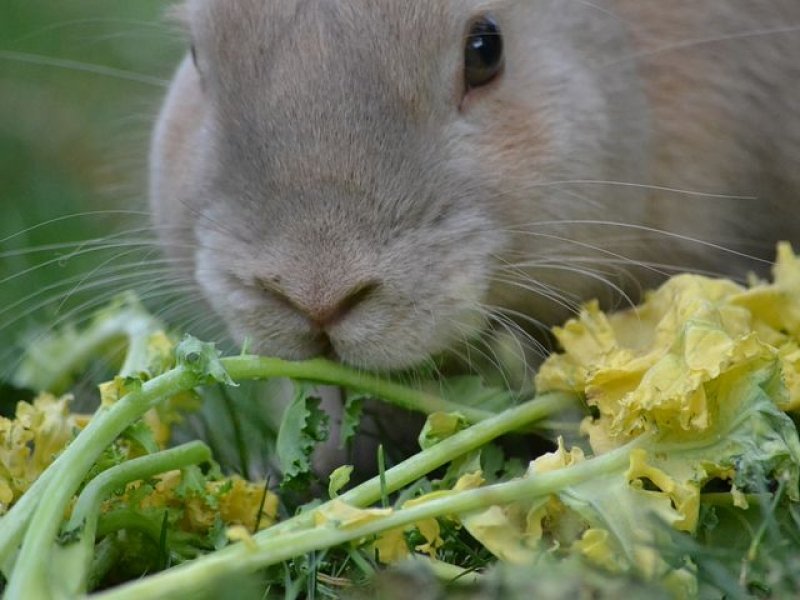 Consult Dierentolk Consult Dierentolk