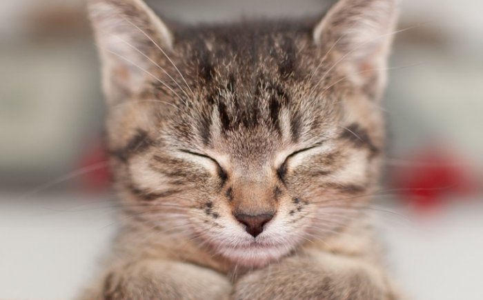 Bachbloesems voor Dieren Bachbloesems voor Dieren