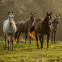 Bachbloesems voor paarden Bachbloesems voor paarden