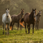 Bachbloesems voor paarden