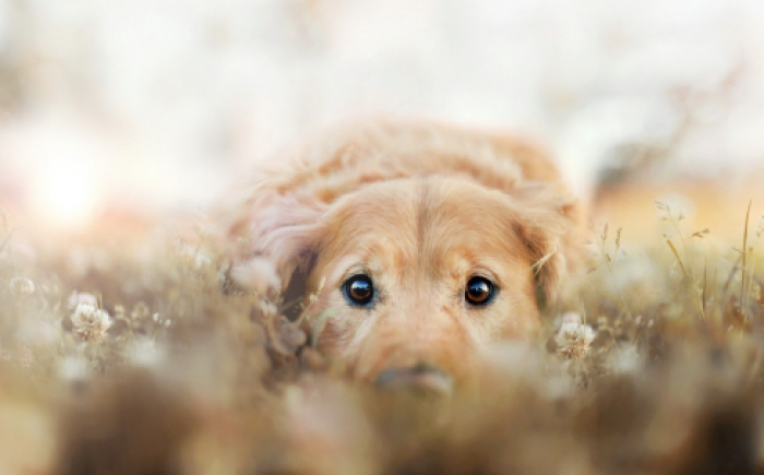 Bachbloesems voor Dieren Bachbloesems voor Dieren