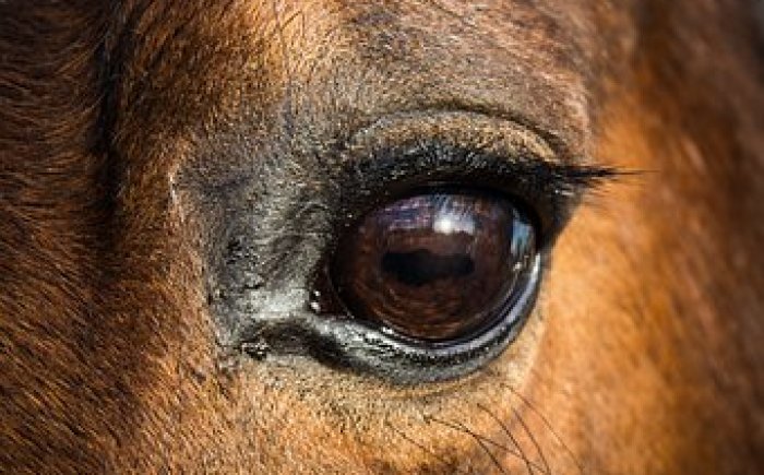 Bachbloesems voor paarden Bachbloesems voor paarden