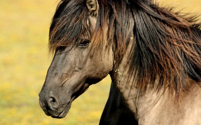 Bachbloesems voor paarden Bachbloesems voor paarden