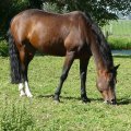 Bachbloesems voor paarden Bachbloesems voor paarden