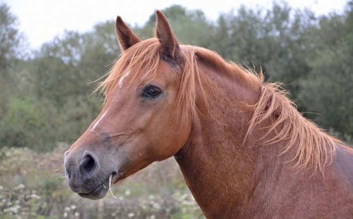 Bachbloesems voor paarden Bachbloesems voor paarden