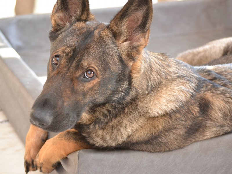 Communiceren met dieren Communiceren met dieren