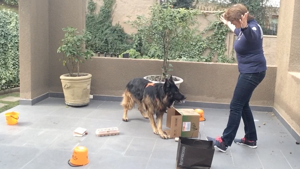 Detectiewerk: video-voorbeelden om na te doen Detectiewerk-cursus online: doe na wat ik je voordoe en train je eigen hond thuis