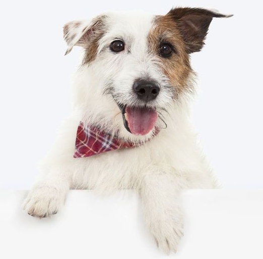 Direct toegang tot DigiDog Mini-Cursus Detectiewerk DigiDog Mini-Cursus Detectiewerk ook voor jouw hond, klik hier