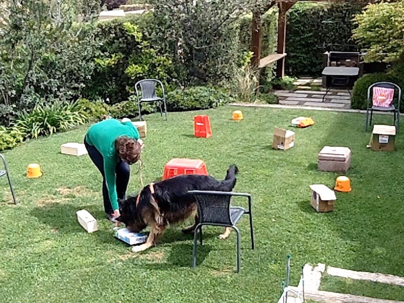 DigiDog Detectiewerk Wilson zoekt in het gras Detectiewerk met je hond, in je achtertuin zoeken