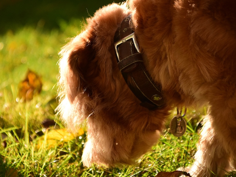 Detectiewerk met je hond: zoeken in het park of bos