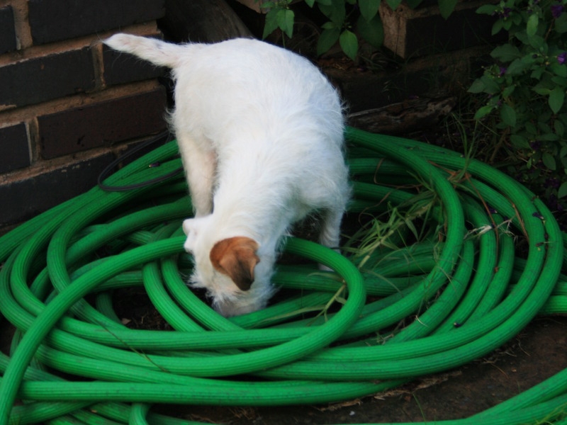 DigiDog Detectiewerk Hond zoekt in de tuin Detectiewerk met je hond: in je eigen achtertuin