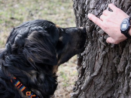 Detectiewerk zelf thuis trainen - DigiDog Detectiewerk Detectiewerk online cursus: zelf thuis detectiewerken met je hond