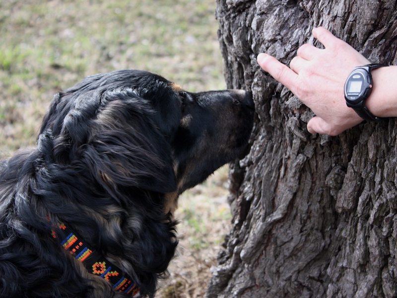 Detectiewerk met je hond: zoeken in boomstam