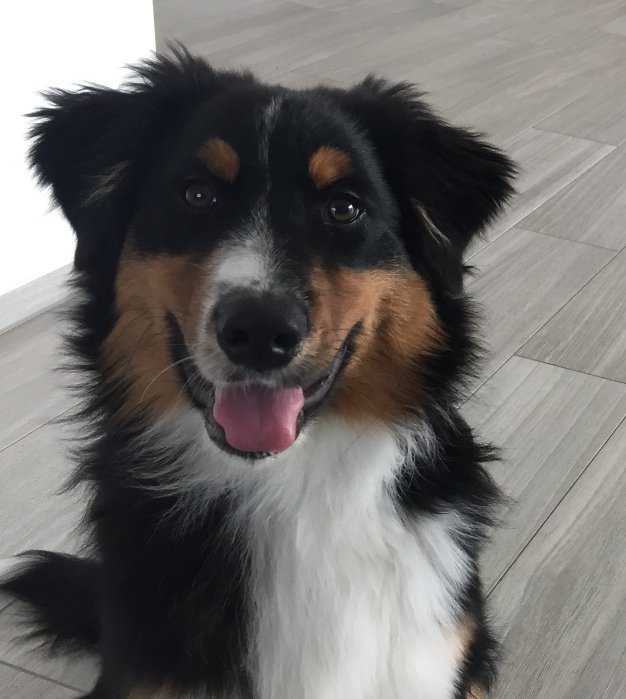 Floris: stralend en gezond Gezonde blije pup Floris