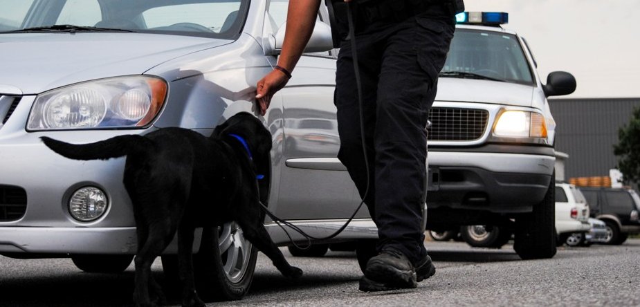 Detectiewerk van professionele politiehond bij een auto