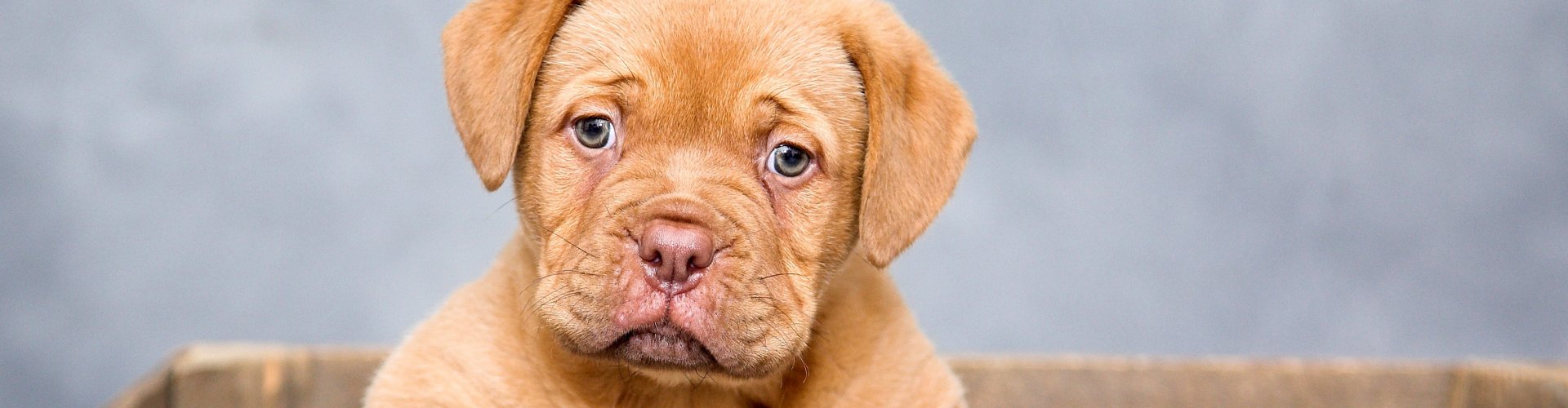 Puppy opvoeden Puppy opvoeden