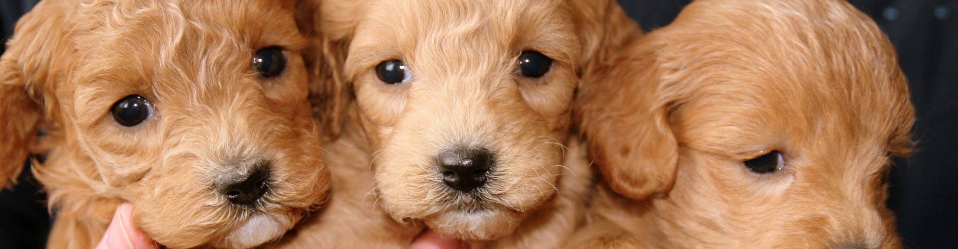 Puppy kopen Puppy kopen