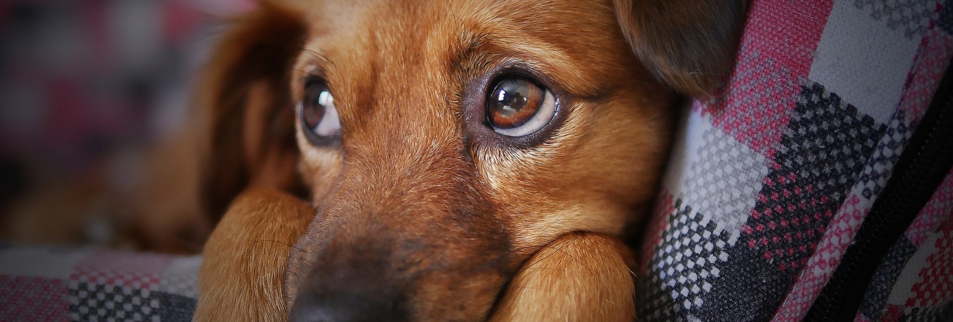 Schattig Puppy - DigiPup Community Schattig Puppy - DigiPup Community