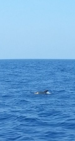 Dolfijnen tijdens je zeilvakantie dolfijnen