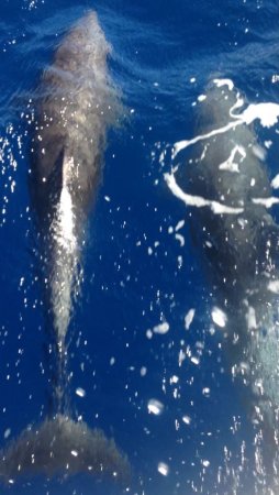 Dofijnen onderweg dolfijnen caribbean