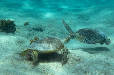 Snorkelen met de scholdpadden