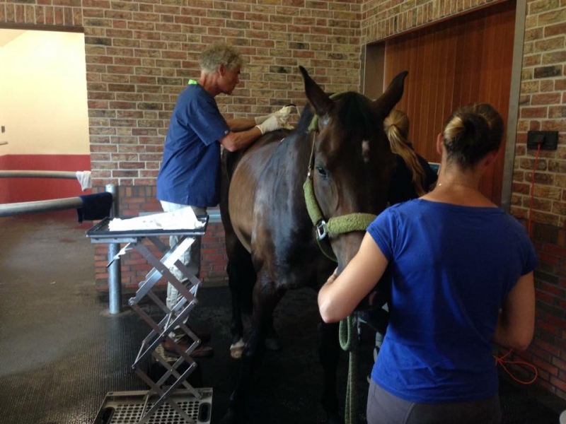 SI injectie paard Revalidatie of training paard