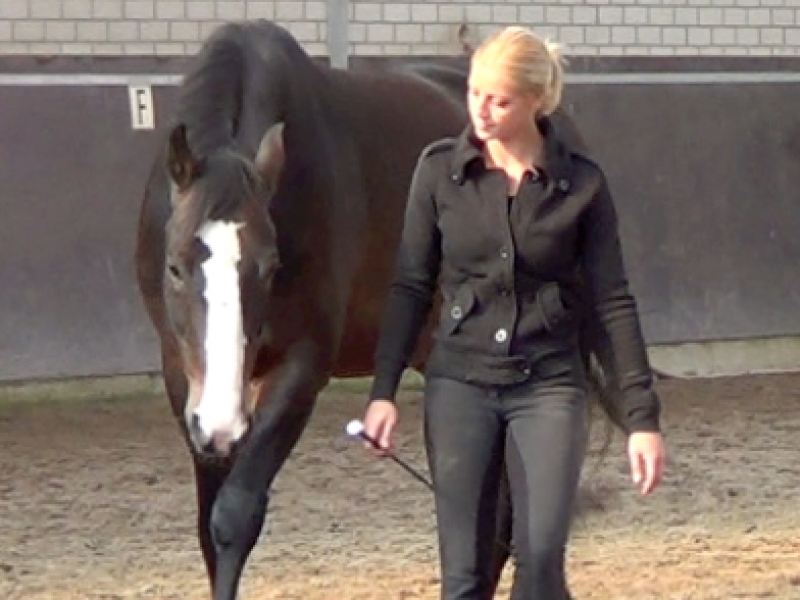 Communicatie met paard communicatie paard ruiter Claudia Wolters Equilibrio