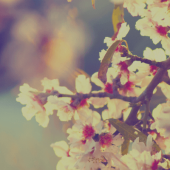 Algemeen graf Nieuwkoop Algemeen graf Nieuwkoop