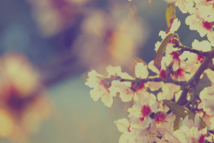 Grafsteen gemeente Sluis Grafsteen gemeente Sluis