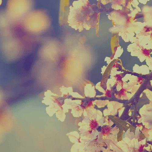 Grafstenen begraafplaats Ter navolging Grafstenen begraafplaats Ter navolging