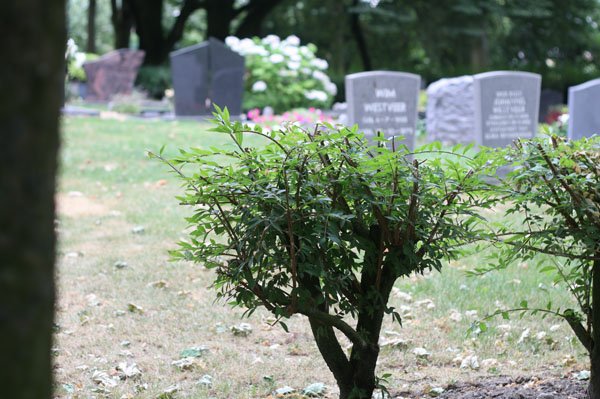 Grafstenen algemene begraafplaats 's-Heer Hendrikskinderen Goedkope grafsteen 's-Heer Hendrikskinderen algemene begraafplaats laten plaatsen, goedkoop, budget, voordelig