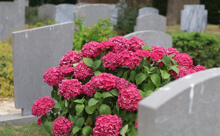 Wanneer mag je een grafsteen plaatsen op de Algemene Begraafplaats in Wemeldinge?