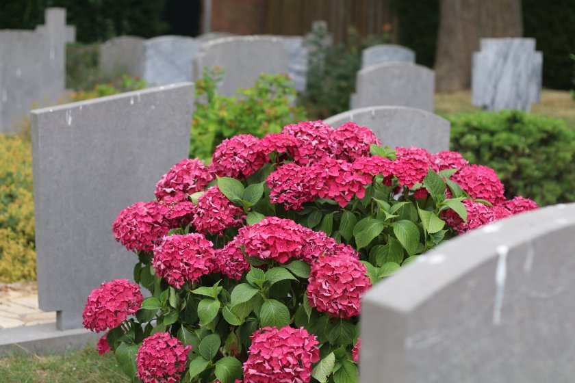 grafstenen gemeente Kapelle goedkoop budget voordelig online