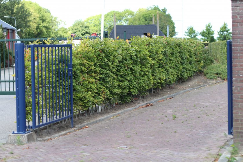 Grafstenen algemene begraafplaats Oostburg Grafsteen Algemene Begraafplaats Oostburg