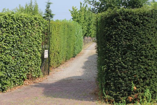 Grafstenen algemene begraafplaats Schore Goedkope grafsteen Schore algemene begraafplaats laten plaatsen, goedkoop, budget, voordelig