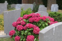 Begraafplaats Charlois Rotterdam Begraafplaats Charlois Rotterdam