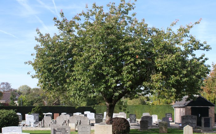 Grafstenen algemene begraafplaats Maasdam Ben je op zoek naar een grafsteen? Grafsteenwinkel levert en plaatst ze op algemene begraafplaats Maasdam