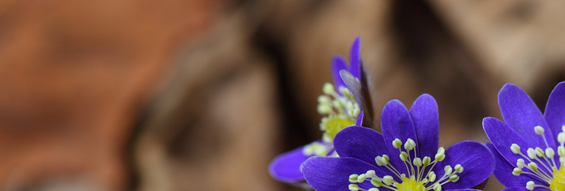 Ademcoach worden? Ademcoach worden?