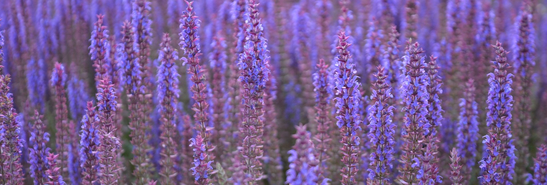 Ademcoach worden? Ademcoach worden?