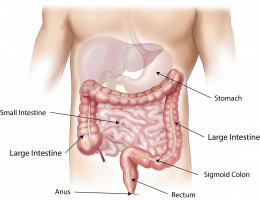 prikkelbare en spastische darm prikkelbare en spastische darm behandelen door hypnose en hypnotherapie
